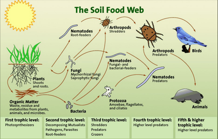 Managing Nematodes fig2